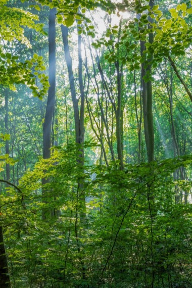 Grüner Wald