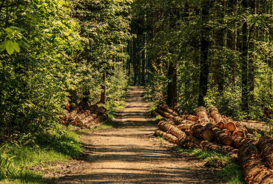 Baumstämme an einem Weg im Wald